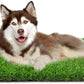 Artificial Grass, Professional Dog Grass Mat, Grass Pee Pad for Pet, Dog Potty Training Rug with Drainage Holes - Easy to Clean, Fake Turf for Indoor & Outdoor Patio Decor(39.4'' X19.7'')