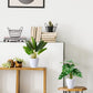 Fake Plants,Artificial Plants 16''Faux Bird of Paradise Plant and Fake Monstera Deliciosa Plant for Home Decor Indoor, Artificial Potted Plants for Office Room Desk Decoration,2 Pack