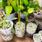 3Lb Natural Gravel for Aquarium Succulents Bonsai Terrarium Fish Tank,1/5" Decorative Stone for Plants Indoor
