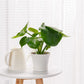 Pots for Plants, 15 Pack 6 Inch Plastic Planters with Multiple Drainage Holes and Trays - Plant Pots for All Home Garden Flowers Succulents (White)