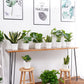Pots for Plants, 15 Pack 6 Inch Plastic Planters with Multiple Drainage Holes and Trays - Plant Pots for All Home Garden Flowers Succulents (White)